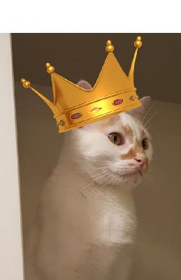 kitten crusader - sammie